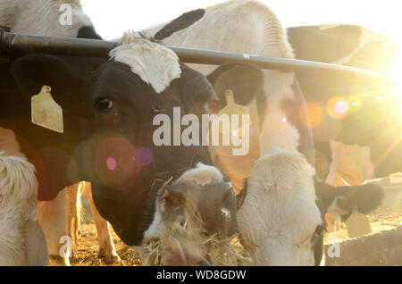 Le pâturage des vaches de Jersey dans l'alimentation pen au coucher du soleil après être traite Banque D'Images