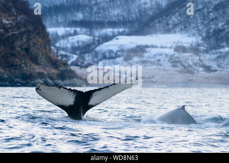 Baleine à bosse, des baleines à bosse avec Fluke et dorsale, Megaptera novaeangliae, Kvaloyvagen, la Norvège, l'Océan Atlantique Banque D'Images