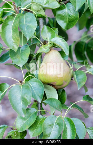 Close-up de poire dessert fruits compact Concorde sur un poirier, Pyrus communis 'Concorde'. Banque D'Images