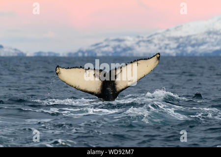 Coucher du soleil avec baleine à bosse, rorqual à bosse, Megaptera novaeangliae auprès de Fluke, Kvaloyvagen, la Norvège, l'Océan Atlantique Banque D'Images