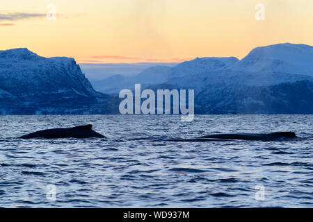 Baleine à bosse, des baleines à bosse avec le coucher du soleil et montagnes, Megaptera novaeangliae, Kvaloyvagen, la Norvège, l'Océan Atlantique Banque D'Images