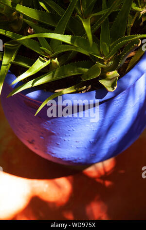 Succulentes Aloe en bleu Pot sur le Jardin Majorelle à Marrakech, Maroc Banque D'Images