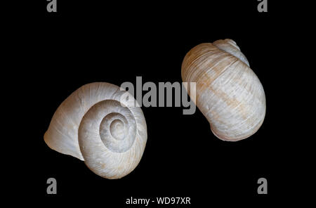 Paire de coquilles d'escargots blancs macro sur un fond noir Banque D'Images