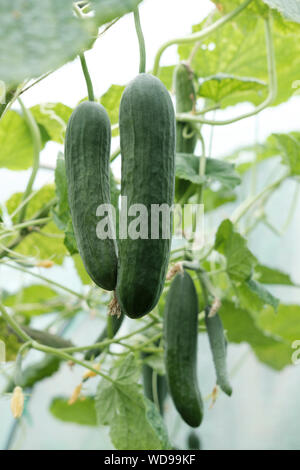 Concombre croissante -(Cucumis sativus) Banque D'Images