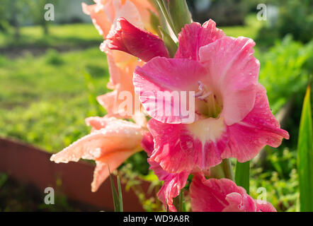 Belle fleur de la pousse dans le jardin de l'année glaïeul sur fond vert Banque D'Images