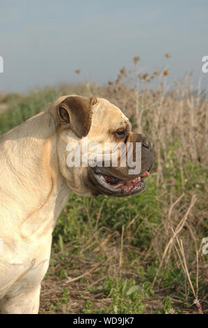 Bullmastiff femelle pure race de chien rouge couleur près de la mer Banque D'Images