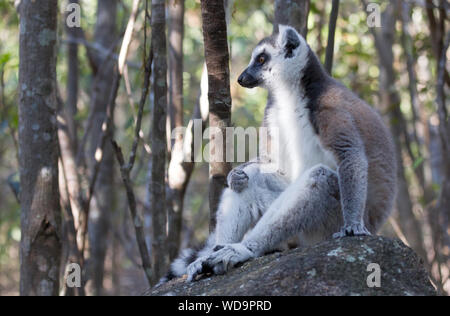 Madagascar célèbre lémurien Maki, Ring tailed lemur. Réserver d'Anja National Park Banque D'Images