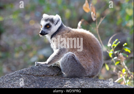 Madagascar célèbre lémurien Maki, Ring tailed lemur. Réserver d'Anja National Park Banque D'Images