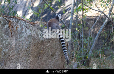 Madagascar célèbre lémurien Maki, Ring tailed lemur. Réserver d'Anja National Park Banque D'Images