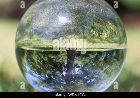 Crystal Ball photo de l'herbe et un arbre Banque D'Images