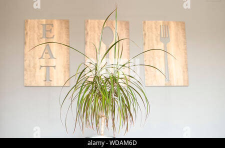 Dracaena 'Marginata décoratif' ('Madagascar plante Arbre Dragon') dans une table de salle à manger Banque D'Images