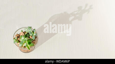 Plante succulente Sedum adolphii 'Golden Glow' dans un pot transparent avec wine corks sur un tableau blanc. Le minimalisme. Banque D'Images
