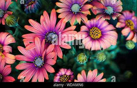 Groupe des belles fleurs Dimorphoteca rose et violet Banque D'Images