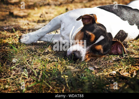 Le chien Jack Russell Terrier est en train de dormir sur une herbe en forêt. Banque D'Images