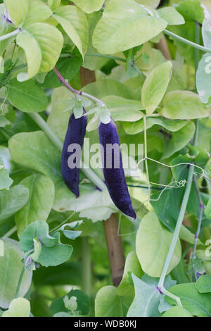 Pisum sativum. Pois mange violet dans le potager. Banque D'Images