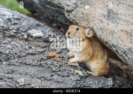 Cute little fluffy (pika Ochotona) est assis sur des pierres près d'un terrier libre. La Russie, de l'Altaï Banque D'Images