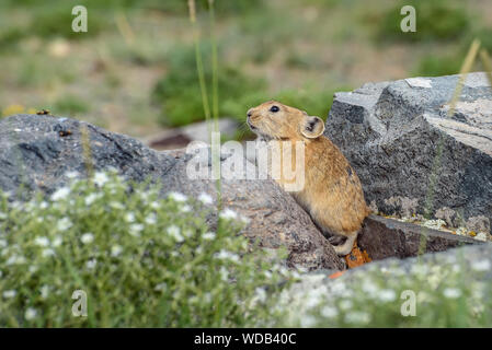 Cute little fluffy (pika Ochotona) est assis sur des pierres près d'un terrier libre. La Russie, de l'Altaï Banque D'Images