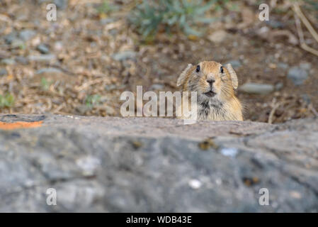 Cute little fluffy (pika Ochotona) est assis sur des pierres près d'un terrier libre. La Russie, de l'Altaï Banque D'Images