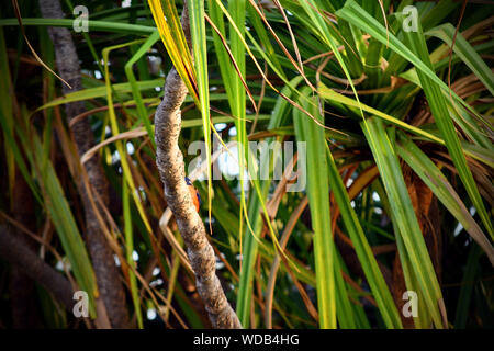 River Pandanus, Katherine gorge, parc national de Nitmiluk, territoire du Nord, Australie, pandanus aquaticus. Banque D'Images