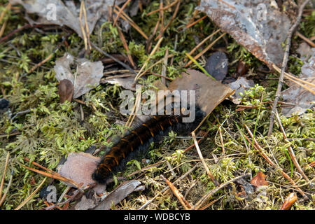 Macrothylacia rubi, Fox Moth caterpillar, Finlande Banque D'Images
