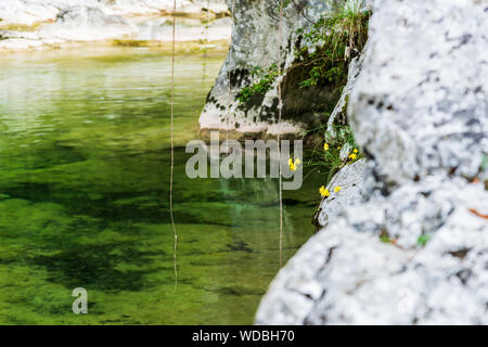 Les eaux émeraude du Cornappo flux. Nimis, Udine. Italie Banque D'Images