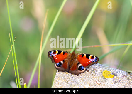 European Peacock (Aglais io) sur Juist, îles de la Frise orientale, en Allemagne. Banque D'Images