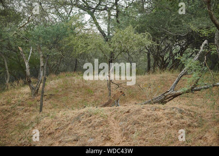 L'intérieur du sanctuaire, Jhalana Leopard, située à l'intérieur de la ville de Jaipur. Banque D'Images