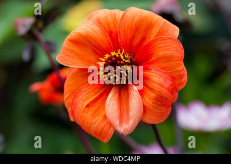 Dahlia 'bishop of oxford' fleur gros plan, la fin de l'été, Royaume-Uni Banque D'Images