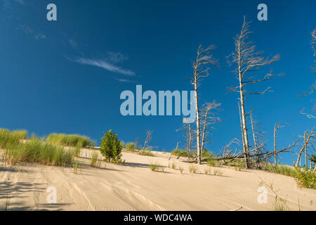 Bäume und Dünen abgestorbene Slowinzischer, Nationalpark, Pommern, Polen, Europa | déplacement des dunes et des troncs d'arbres morts, la Poméranie, Pologne, Europe Banque D'Images