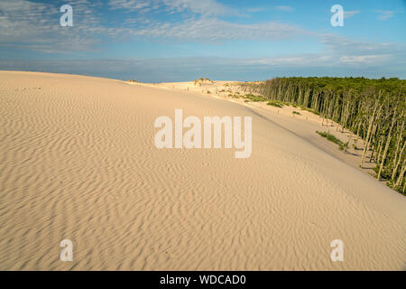 Wanderdünen sable und Wald, Slowinzischer Nationalpark, Pommern, Polen, Europa | Déménagement de dunes de sable et de forêts, le Parc National Slowinski, occidentale, P Banque D'Images