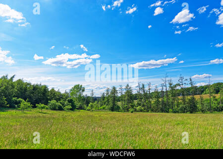 Belle prairie contre le ciel bleu en Luneburg Heath. Egestorf, Allemagne Banque D'Images