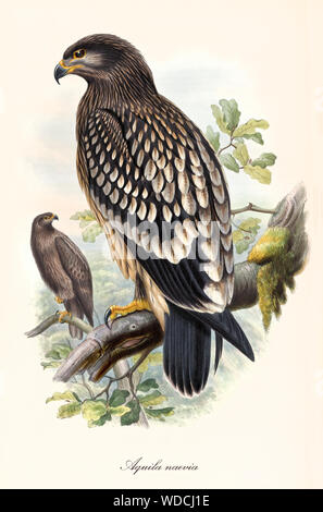 Vue unique sur son profil d'aigle debout sur une branche. Vieille image de couleurs et détaillée du grand aigle (Clanga clanga). Par John Gould, Londres 1862 - 1873 Banque D'Images