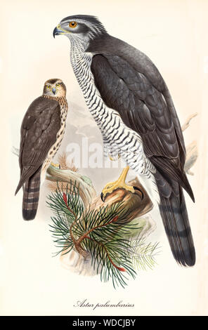 Vue d'oiseau de proie en vue de profil et une autre mesure dans la végétation environnante. Vieille illustration détaillée colorés de l'Autour des palombes (Accipiter gentilis). Par John Gould. Londres 1862 - 1873 Banque D'Images