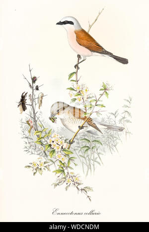 Couple d'oiseaux blanc et orange, manger des insectes sur un peu seule succursale. Ancien et coloré illustration détaillée de Pie-grièche écorcheur (Lanius collurio). Par John Gould publ. À Londres 1862 - 1873 Banque D'Images