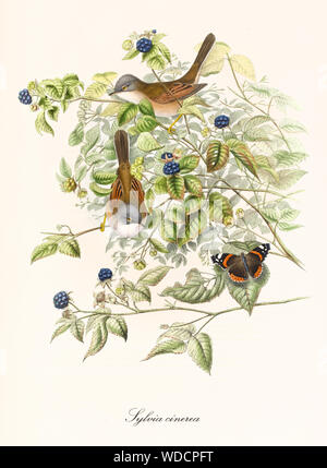 Deux petits oiseaux marron et un papillon parmi les feuilles d'un buisson ardent. Vieille illustration de la Fauvette grisette (Sylvia communis). La composition botanique par John Gould publ. À Londres 1862 - 1873 Banque D'Images