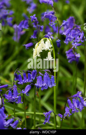 Commune blanc Bluebells (Hyacinthoides non-scripta) chez les bleus normaux, Staffordshire, England, UK Banque D'Images