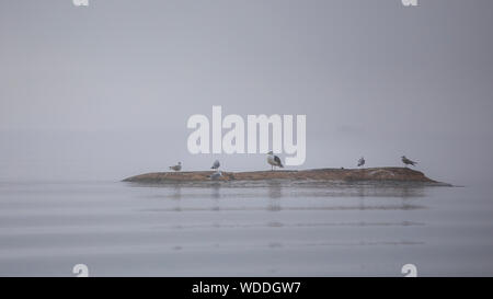 Vue fantastique de groupe d'oiseaux assis sur la petite île minuscule dans le brouillard au petit matin Banque D'Images