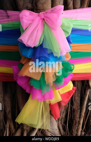 Mai Phi-ton arbre sacré en Thaïlande Banque D'Images