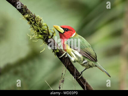 Libre d'oiseaux colorés, Barbican à tête rouge(Eubucco bourierii) perché sur une branche moussue dans le nord-ouest de l'Équateur. Banque D'Images