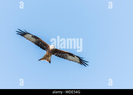 Le milan royal Milvus milvus,, au Pays de Galles, les ailes grandes ouvertes, ciel bleu. Banque D'Images