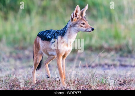 Le Chacal à dos noir debout et scouts Banque D'Images