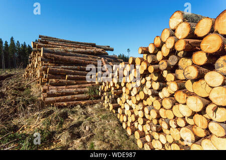 Des dépôts de bois dans les bois Banque D'Images