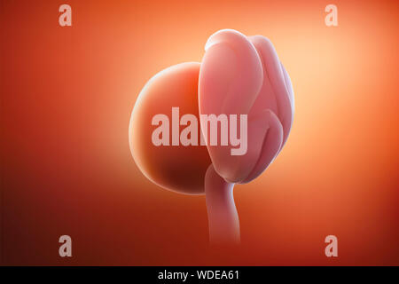 L'image de l'embryon ou l'oeuf dans l'utérus de la mère a une teinte rougeâtre. 3D illustration Banque D'Images