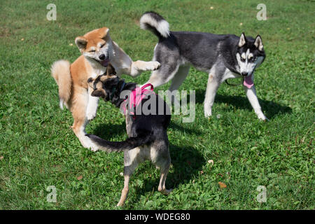 Husky de Sibérie, akita inu chiot bâtard noir et jouent sur la verte prairie dans le parc. Animaux de compagnie. Chien de race pure. Banque D'Images