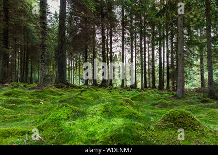 Ralentisseurs moussus menant dans la forêt de Kielder Banque D'Images