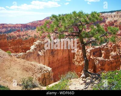 Bryce Canyon, Utah, USA. Un scenic vista y compris un arbre de pin nain donnant sur les magnifiques roches géologiques qu'est Bryce Canyon. Banque D'Images