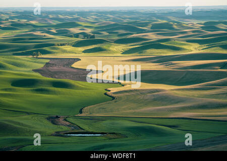 Belle vue de la Palouse de Steptoe Butte, montrant des ombres des terres agricoles vallonnées hills au coucher du soleil Banque D'Images