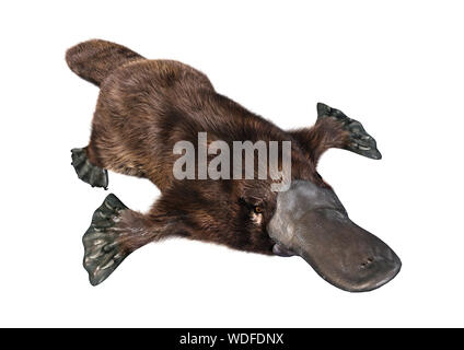 Le rendu 3D d'un animal exotique platypus isolé sur fond blanc Banque D'Images