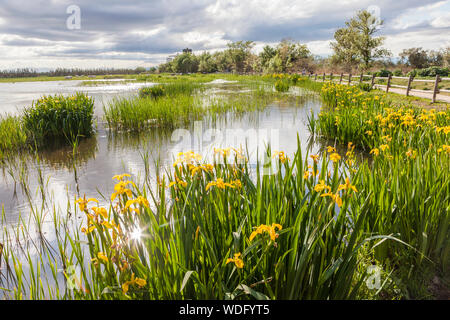 Drapeau jaune, jaune ou de l'eau indicateur -Iris pseudacorus Iris- dans le parc naturel des Aiguamolls de l'Emporda, Gérone, Espagne Banque D'Images