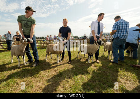 Salon de l'agriculture Wensleydale, Leyburn, North Yorkshire, août 2019. Swaledale juger les moutons. Banque D'Images